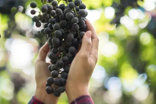 Due mani che reggono un grappolo d'uva nera appena tagliato