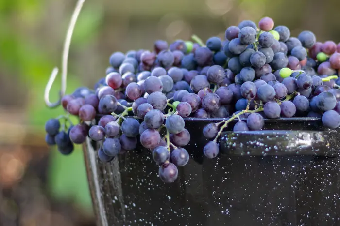 Un secchio pieno di grappoli d'uva nera appena raccolti fra i filari